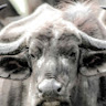 Profile picture for user frédéricbarriol